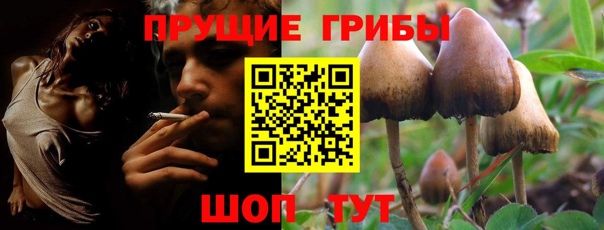 Вологда  Псилоцибиновые грибы Psilocybe  Вход с VPN 